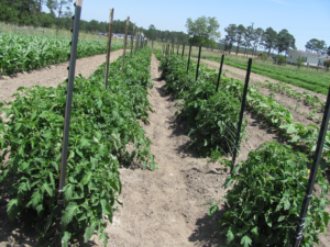 how to stake tomatoes with the Florida weave