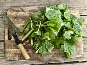 chopped pokeweed to make poke salad poke sallet