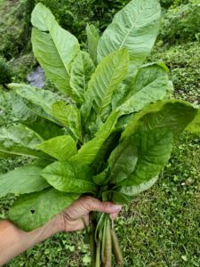 a bunh of pokeweed