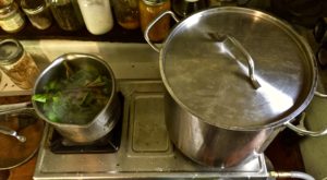 two pots of water to boil pokeweed