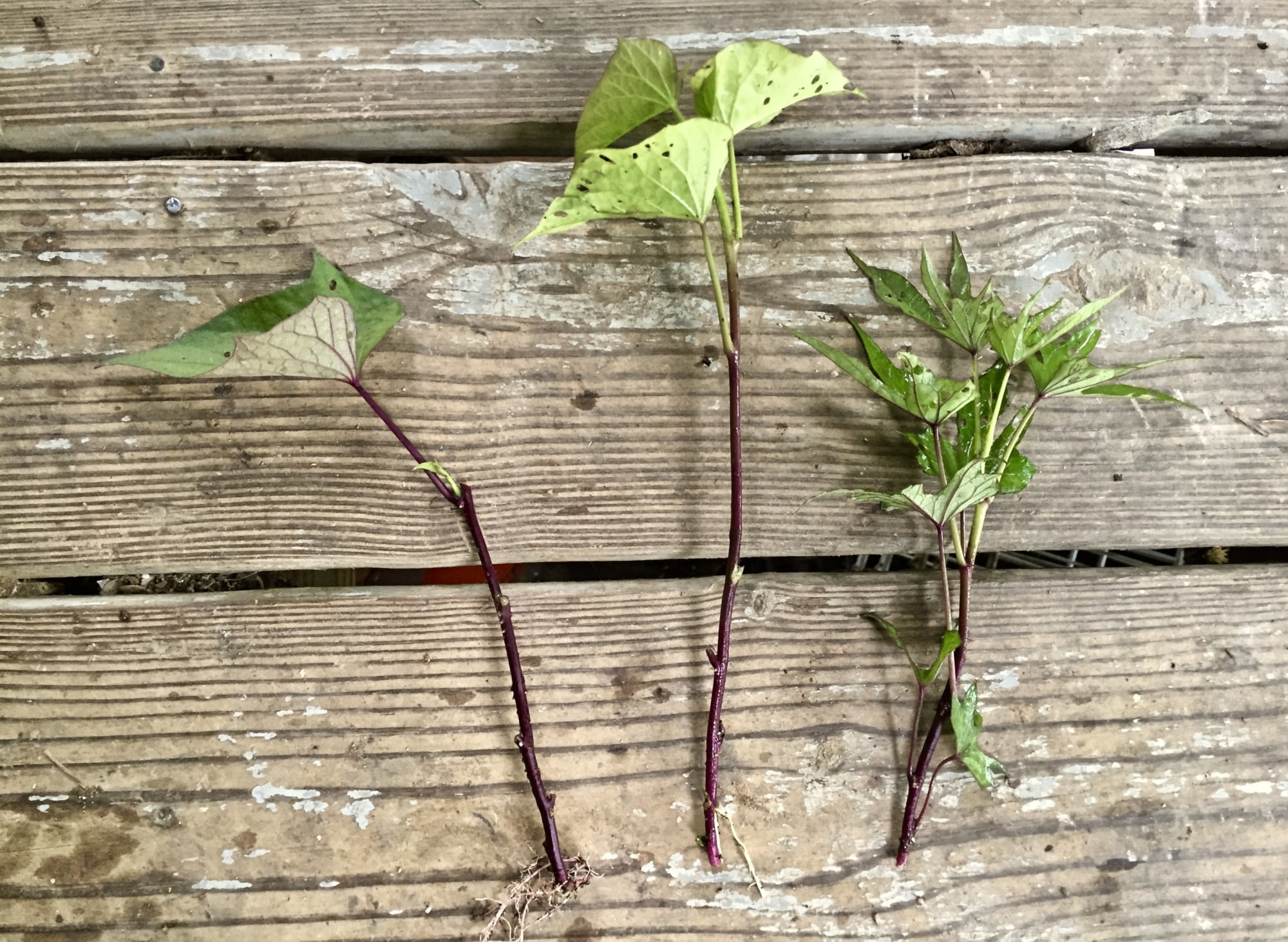 homegrown sweet potato slips