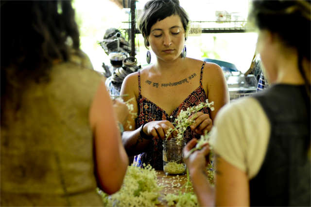 herbal apprentices processing elder flowers