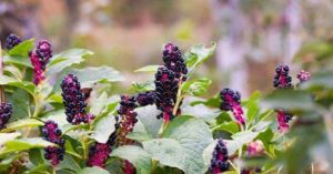 pokeweed with berries