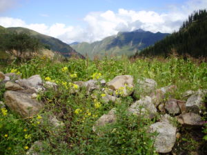 wild tomatoes in Peru