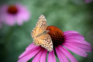 echinacea purpurea