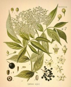 elderberries botanical illustration