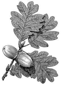 acorns for eating