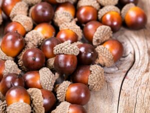 acorns to eat