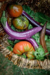 garden vegetables grown from seed