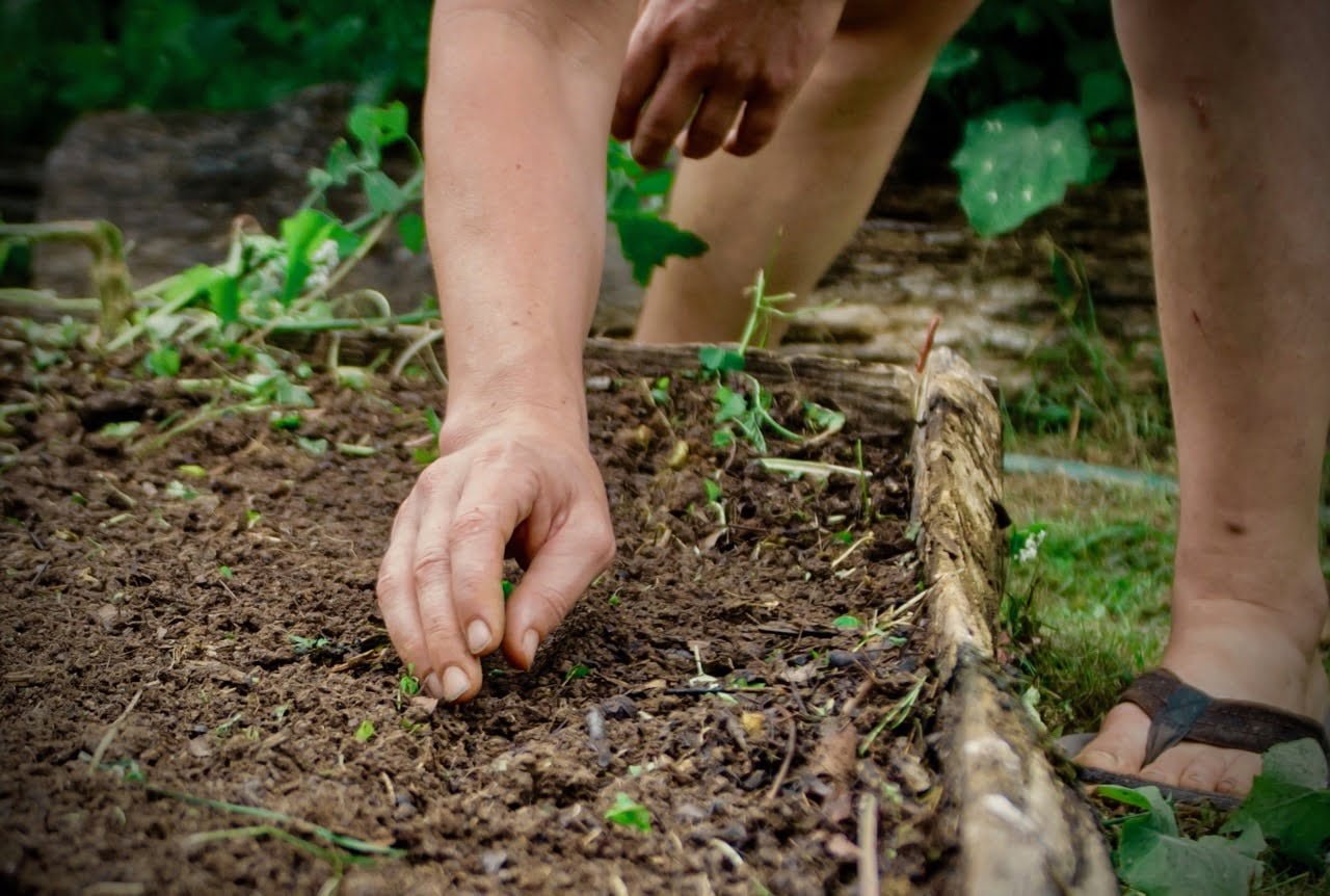 sowing heirloom seeds by hand