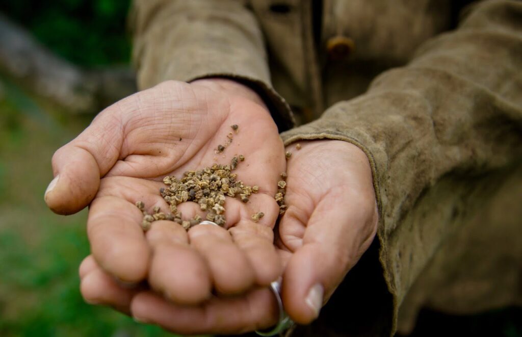 gardener holding seeds