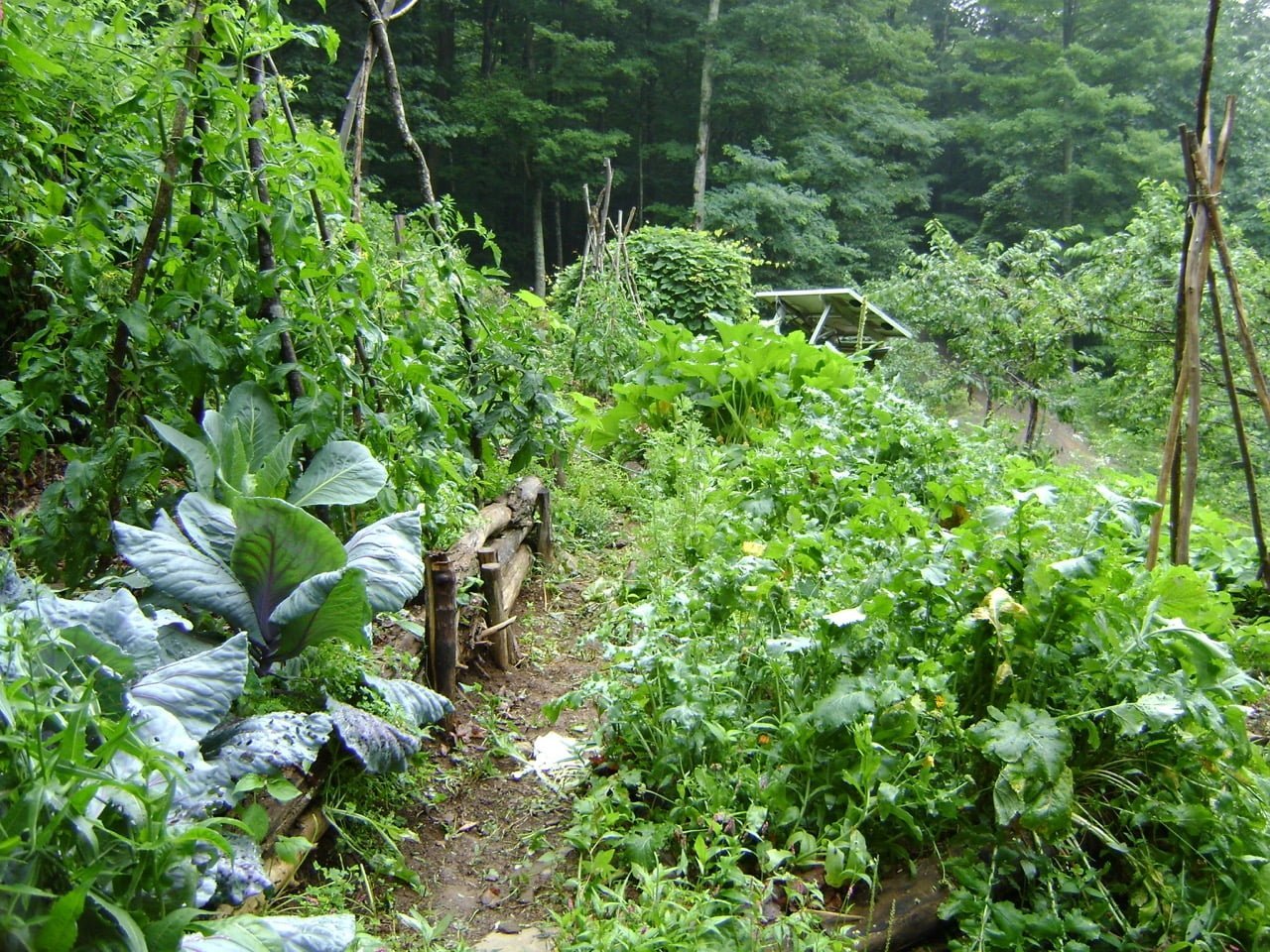 garden full of vegetables