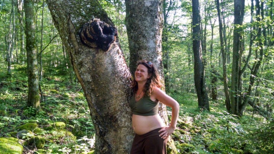 chaga mushroom growing on birch tree