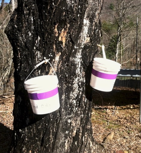 Buckets hanging from a sugar maple tree collecting sap for making maple syrup