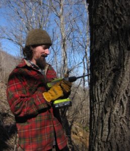 drilling into a tree to make maple syrup