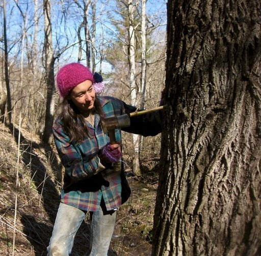 tapping a tree to make maple syrup