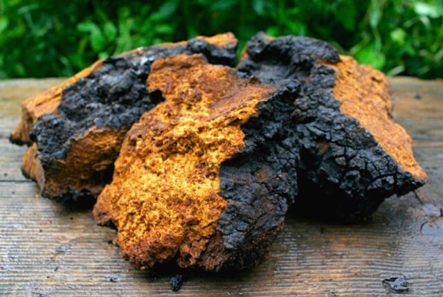 Chaga sclerotium