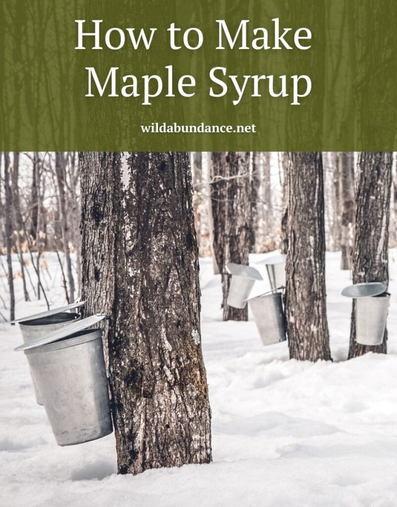 How to Make Maple Syrup | WILD ABUNDANCE