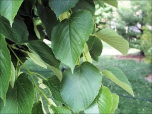 American basswood leaves linden tilia