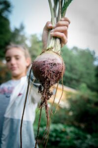 a beet in a biennial vegetable