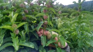 woman peering through healthy patch of perennial vegetable milkweed