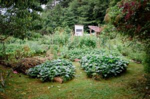 diverse permaculture garden with annual and perennial crops