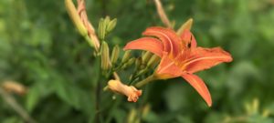 orange daylily flower edible perennial vegetable