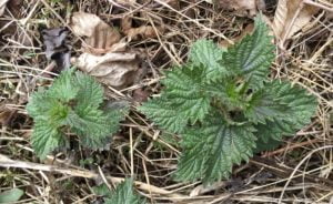 stinging nettle early spring