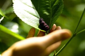 mulberry is a perennial crop