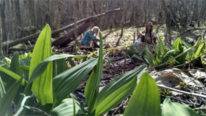 wild ramps