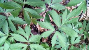 sochan native perennial vegetable medicinal herb yellow coneflower