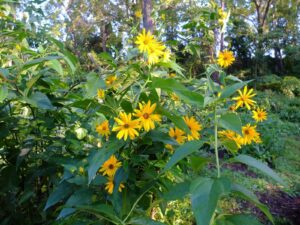 sunchoke jerusalem artichoke perennial tuber crop