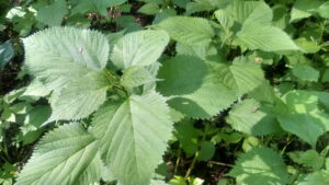 native perennial wood nettles