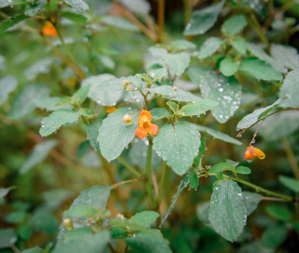 foraging plants near asheville nc