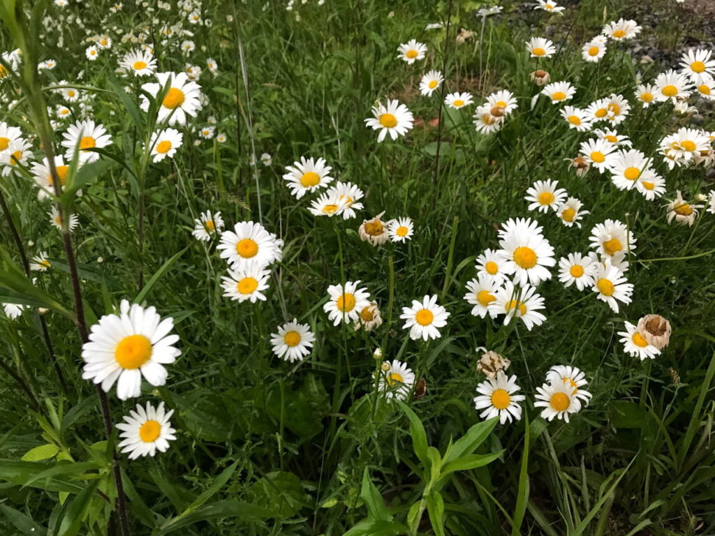 Oxeye daisy edible weed