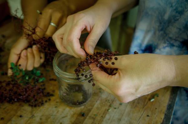 closeup of hands pulling elderberries off of umbel to make elderberry syrup