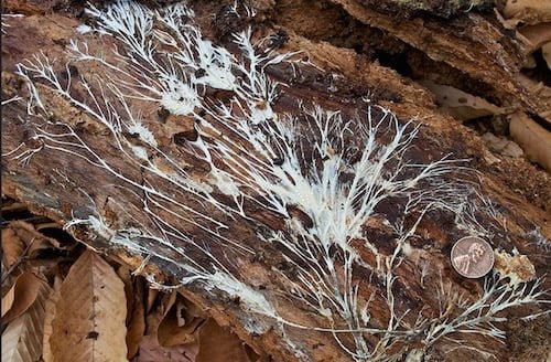 mushroom mycelium growing on a rotting log