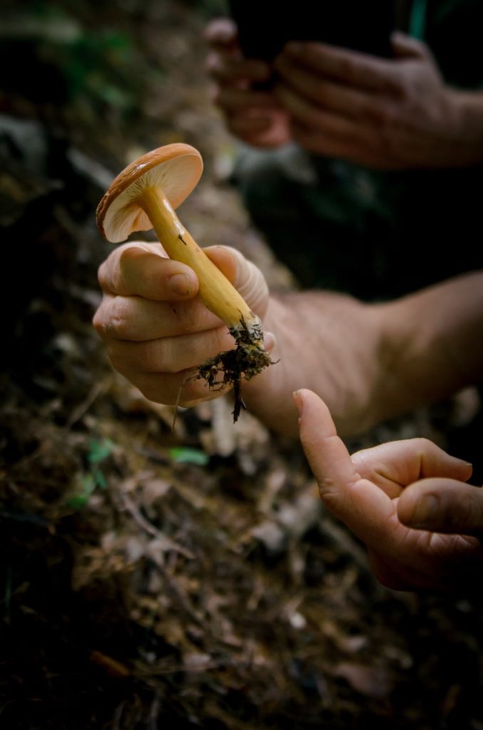 picking a wild mushroom and pointing to the mycelium at its base
