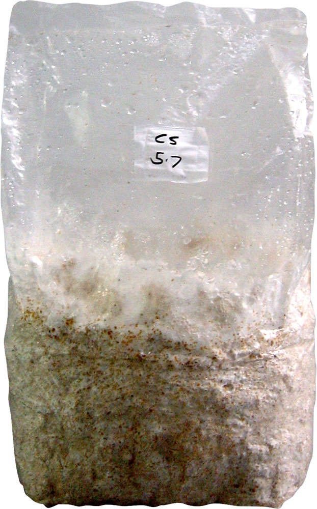 bag of sawdust spawn for growing mushrooms