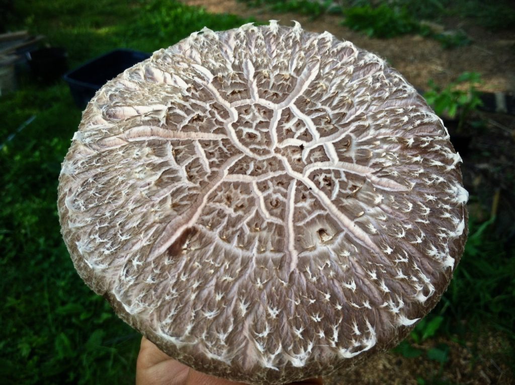 homegrown shiitake mushroom close up