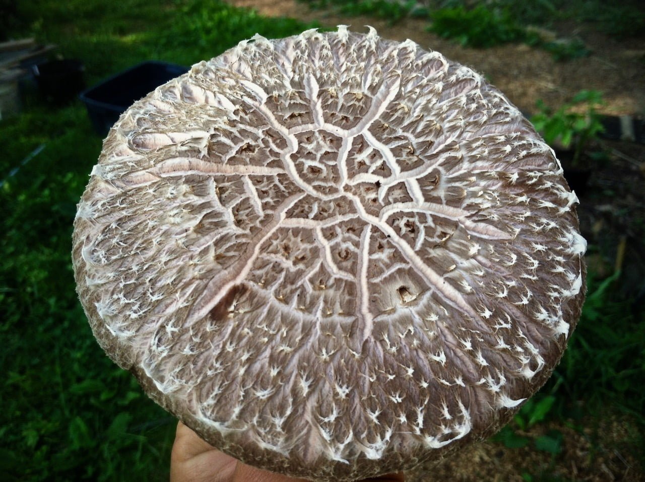 homegrown shiitake mushroom
