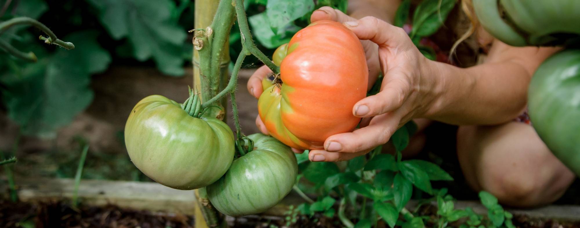 growing tomatoes on asheville homestead