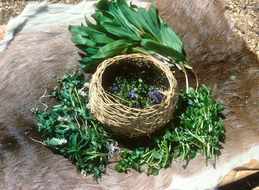 ramps chickweed and other edible wild plants