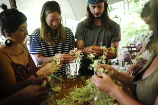 pulling elder flowers of elderberry flower heads for infusion