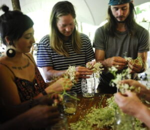 apprentices processing elder flowers