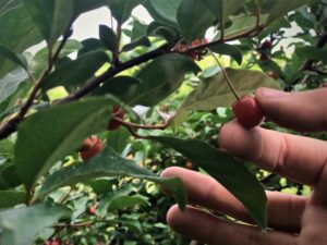 hand picking a goumi berry 