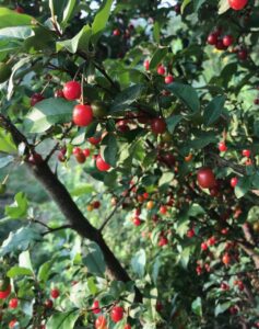 goumi plant laden with berries