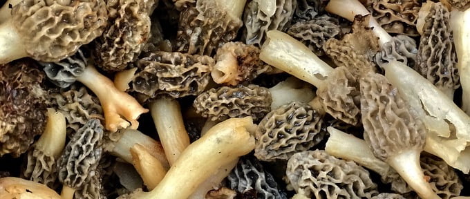morel mushrooms