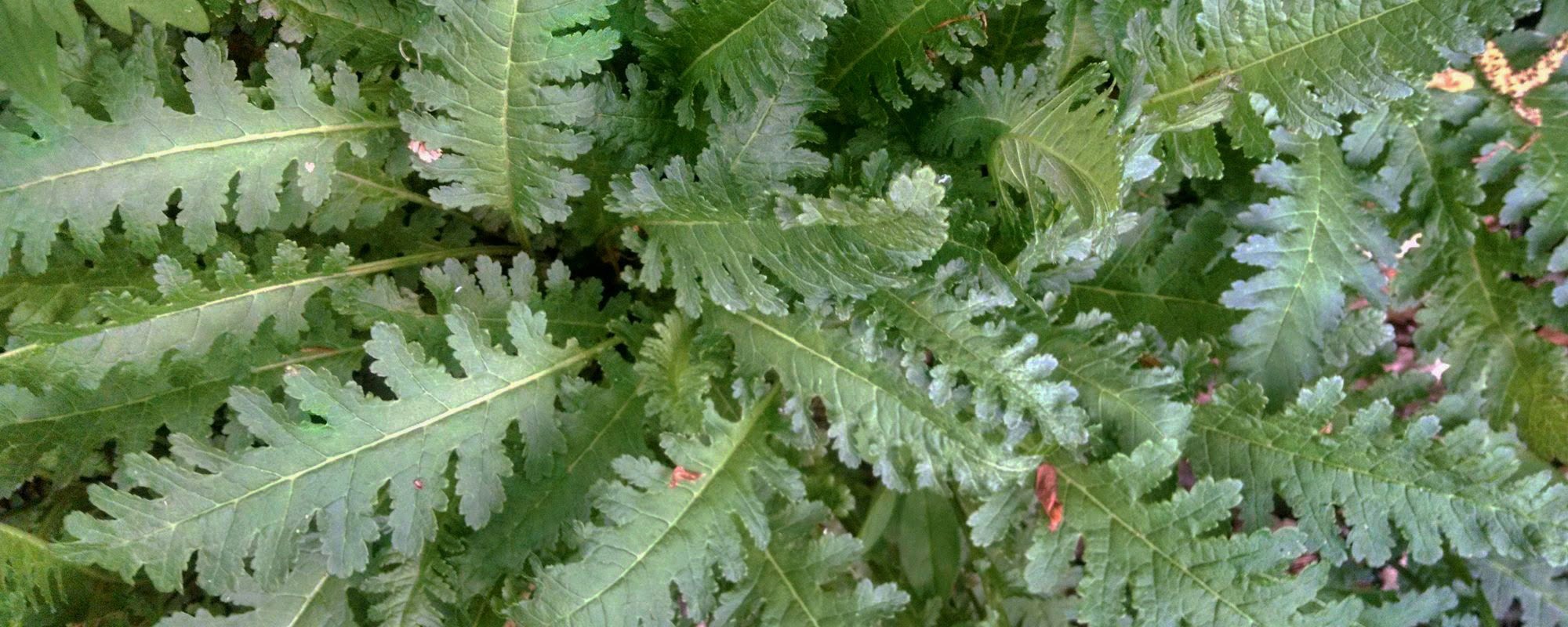 pedicularis medicinal plant