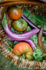 tomato and eggplant harvest from permaculture garden